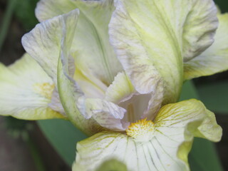 Zbliżenie na kremowe kwiaty irysa © Kumulugma