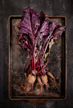 Fresh picked beets from a home garden on quarter sheet roasting pan and dark background