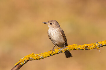 Spotted Flycatcher standing on a branch