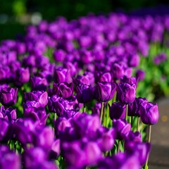 Vibrant purple tulips in a garden