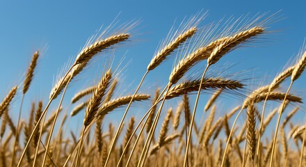 Golden Whispers A close-up shot of golden wheat swaying gently in the wind, against the backdrop of a clear, azure sky, evoking a sense of tranquility and the bountiful harvest