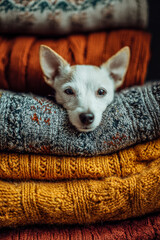 A playful white lapdog nestles into stacked knitted blankets, nose poking through layers, muted autumn palette, soft textures, cozy aesthetic, and inviting seasonal warmth.