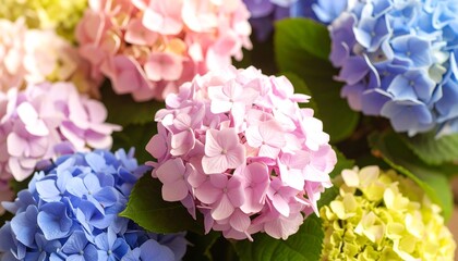 Close-up of a vibrant bouquet of pink, blue, and yellow hydrangea flowers