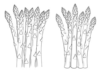 Vector art of two bunches of asparagus spears, a healthy and delicious vegetable
