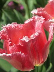 Zbliżenie na kwiat strzępiastego tulipana © Kumulugma