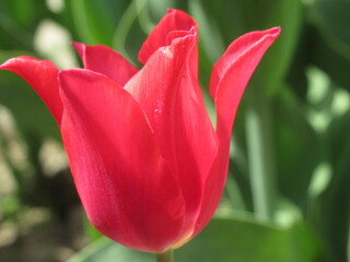 Czerwone tulipany na tle wiosennego słońca © Kumulugma