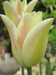 Zbliżenie na kwiat kremowego tulipana © Kumulugma
