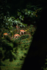 Fototapeta premium Group of Fallow deer grazing on a sunlit patch of a green forest hill in autumn, dark moody foreground with tree trunk, peaceful wildlife scene in their natural environment.