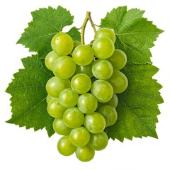Fototapeta premium Fresh green grapes on vine