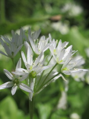 Zbliżenie na śnieżnobiałe kwiaty czosnku niedźwiedziego © Kumulugma