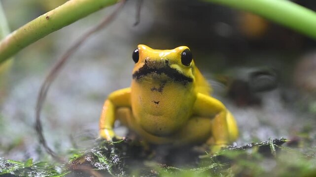 Phyllobates terribilis, golden frog, golden poison arrow frog, or golden dart frog, is a poison dart frog endemic to the Pacific coast of Colombia.