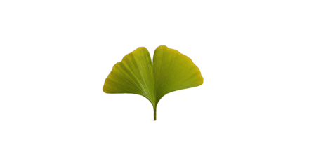 Vibrant Green Ginkgo Biloba Leaf Isolated on a Black Background