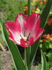 Zbliżenie na różowe kwiaty tulipana © Kumulugma
