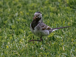 Pied Wagtail still with a hungry chick