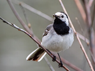 Pied Wagtail with Grub