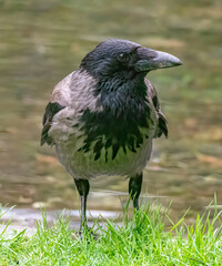 Hooded Crow