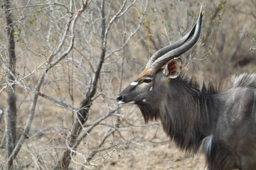 Nyala bull with spiral horns and shaggy mane in Kruger National Park, South Africa. Iconic African antelope.