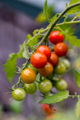 Ripe and unripe fresh red cherry tomatoes on the vine growing in a garden in nature. Organic farming small vegetables. 