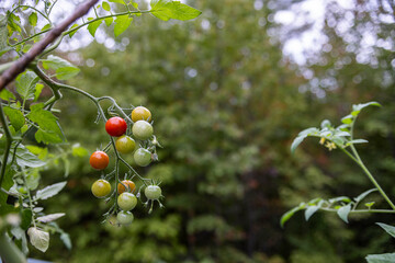 Ripe and unripe fresh red cherry tomatoes on the vine growing in a garden in nature. Organic farming small vegetables. 