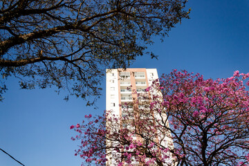 Low angle view of tree branches with pink flowers against a clear blue sky.