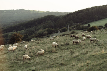 Flock of Sheep Grazing on Mountain Pasture in Summer