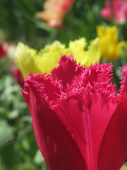 Zbliżenie na kwiat strzępiastego tulipana © Kumulugma