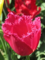 Zbliżenie na kwiat strzępiastego tulipana © Kumulugma