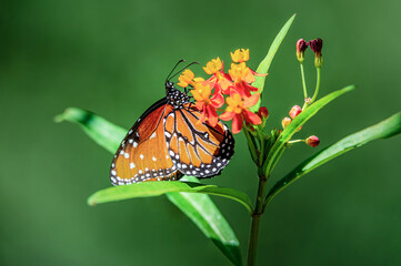 Queen butterfly on milkweed in the central Arizona spring