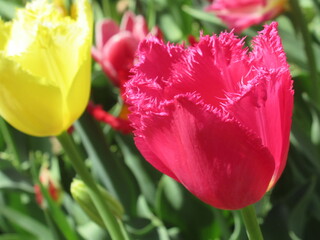 Zbliżenie na kwiat strzępiastego tulipana © Kumulugma