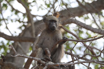 Baboon perched on a tree branch in Kruger National Park, South Africa.
