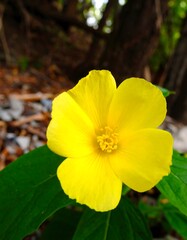 Vibrant yellow flower in nature
