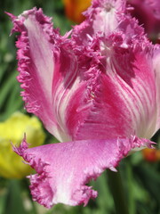 Zbliżenie na kwiat strzępiastego tulipana © Kumulugma