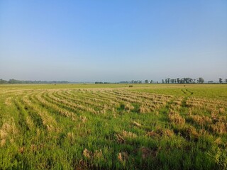  The beautiful view of the land left after harvesting rice and the blue sky with it