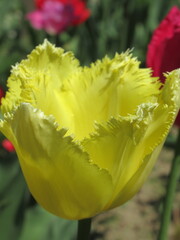 Zbliżenie na kwiat strzępiastego tulipana © Kumulugma