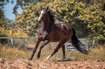 Fototapeta premium A beautiful brown horse running alone in the field during summer.