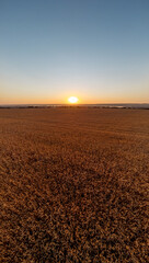 Wheat crops on rural farmland in soft golden sunrise in summer countryside