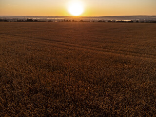 Wheat crops and rural farmland glow in golden sunrise light in summer countryside