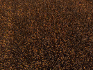 Golden wheat surface patterns in warm light, rural farmland textures look down