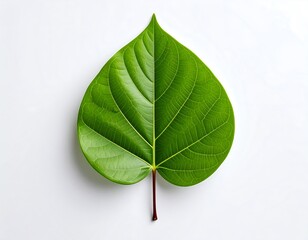Vibrant green leaf, heart-shaped