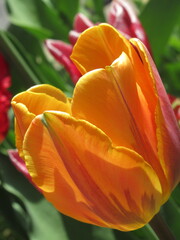 Zbliżenie na pomarańczowe tulipany © Kumulugma