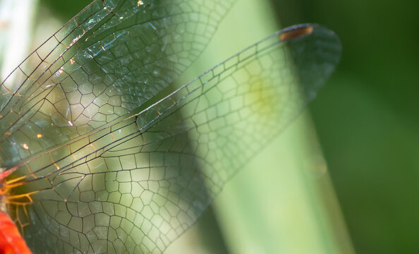 Macro wings of a dragonfly - Powered by Adobe