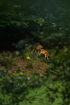 A pair of fallow deer grazing together on a grassy slope viewed through a soft bokeh of foreground leaves, creating a voyeuristic feel of wildlife in a moist, green autumnal forest setting.