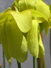 Zbliżenie na kwiaty rośliny z gatunku sarracenia © Kumulugma