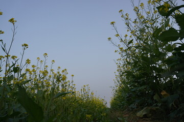 grass and sky sunflower 