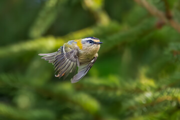 Close-up of a flying Firecrest, Regulus ignicapilla against a hazy green background of spruce trees
