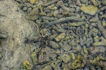 Crabs scuttle, hermit crabs shift shells, sea slugs shine with color. Spiders weave, lizards bask. Coral, seagrass, and sea cucumbers sustain coastal life in harmony.