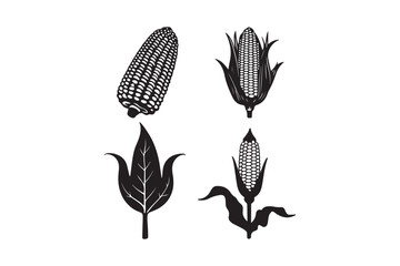 Vintage style illustrations of corn on the cob and stalks