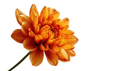 Fototapeta premium Single autumn flower isolated on transparent background, photorealistic composition.