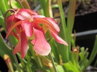 Zbliżenie na kwiaty rośliny z gatunku sarracenia © Kumulugma