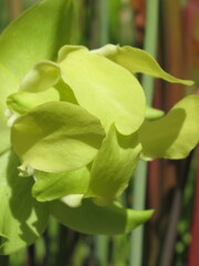 Zbliżenie na kwiaty rośliny z gatunku sarracenia © Kumulugma